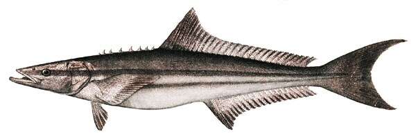 Image of Rachycentron