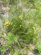 Image of Filifolium sibiricum (L.) Kitam.