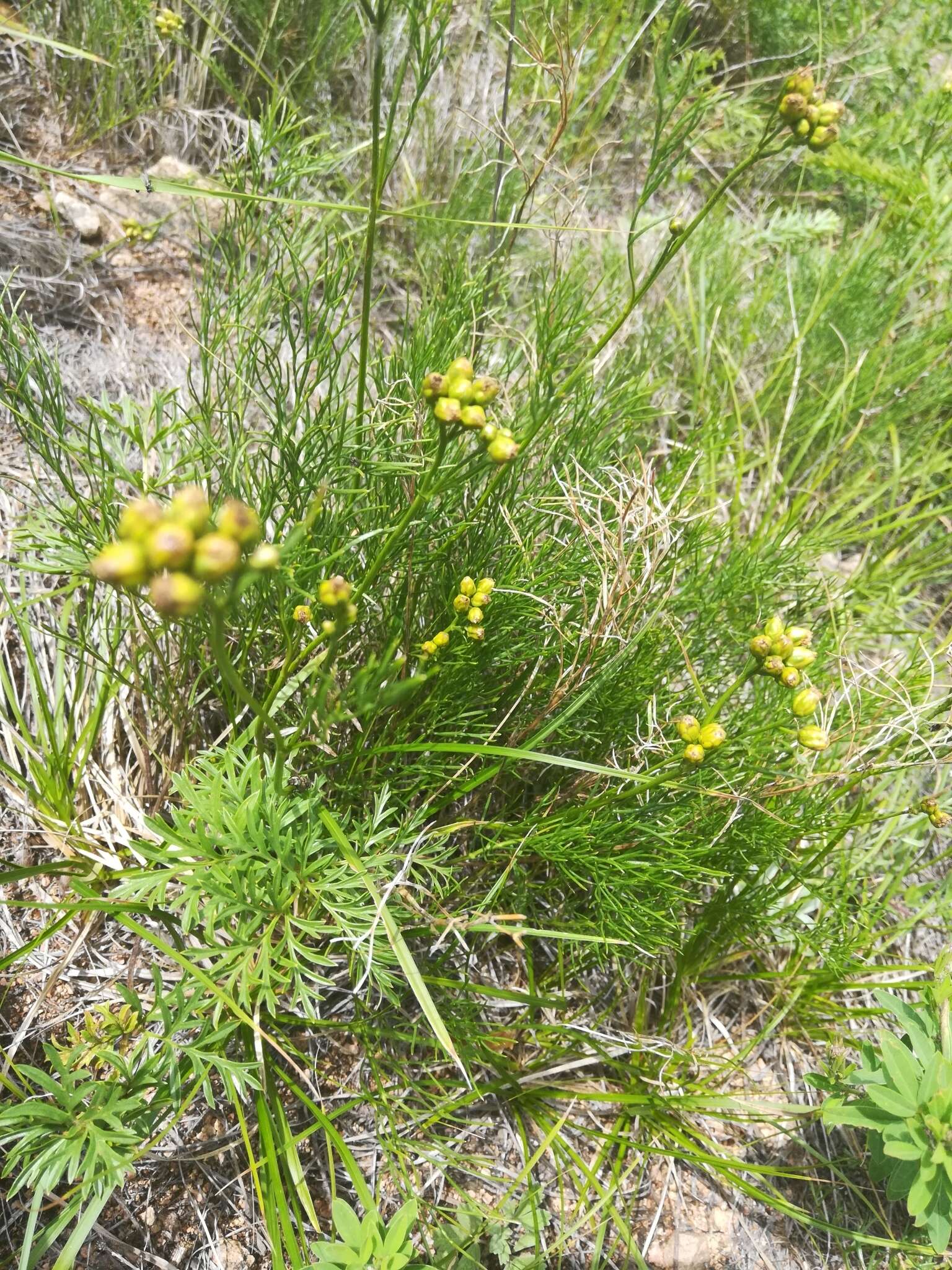 Image of Filifolium sibiricum (L.) Kitam.