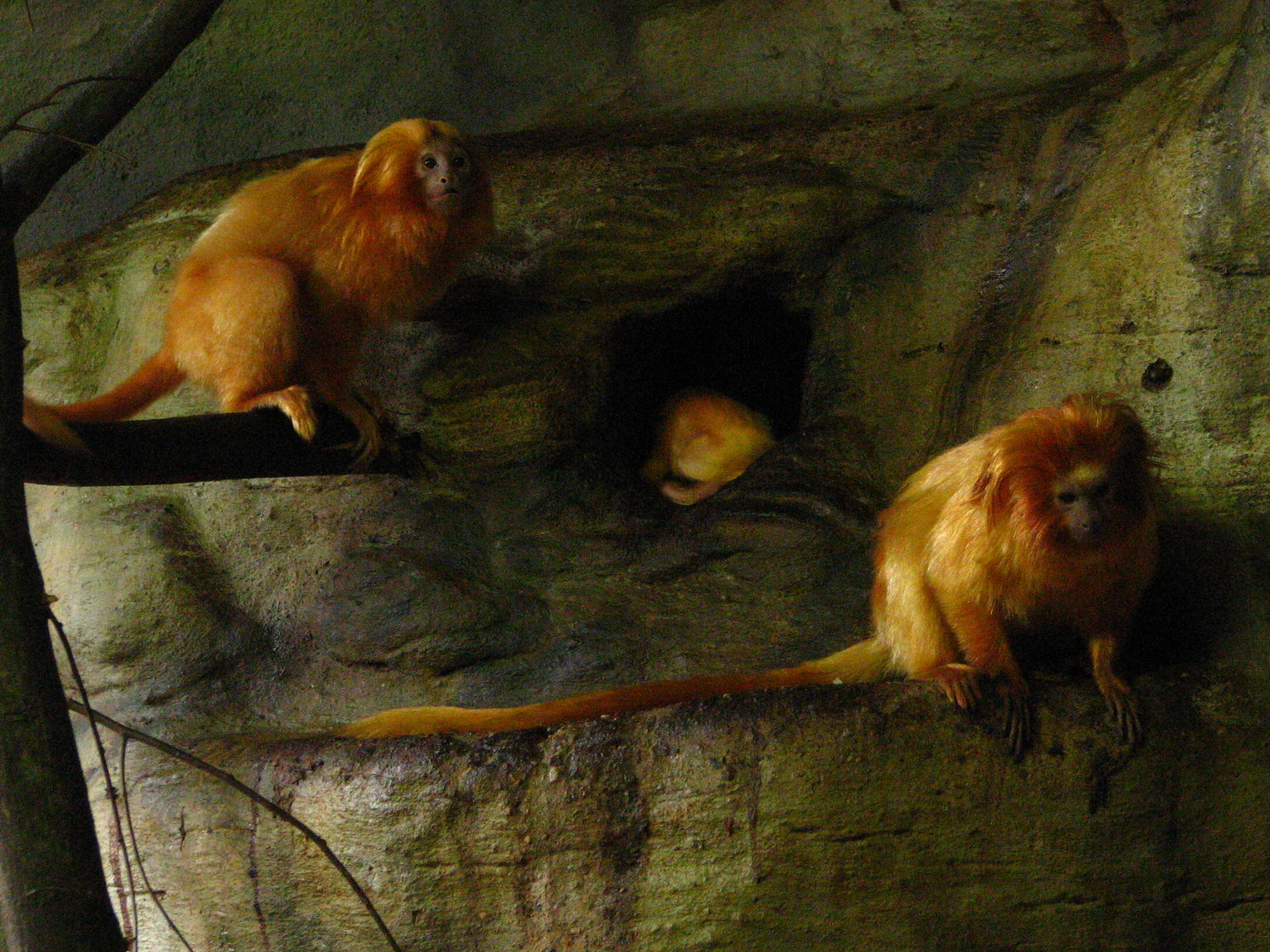 Image of Golden Lion Tamarin