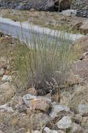 Image of Lactuca orientalis (Boiss.) Boiss.