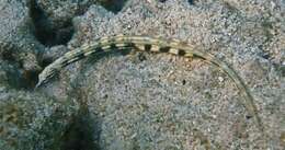 Image of Network pipefish