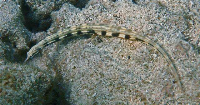 Image of Network pipefish