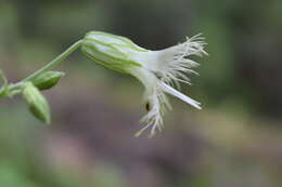 صورة Silene chihuahuensis Standl.