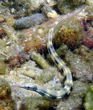 Image of Network pipefish