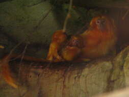 Image of Golden Lion Tamarin