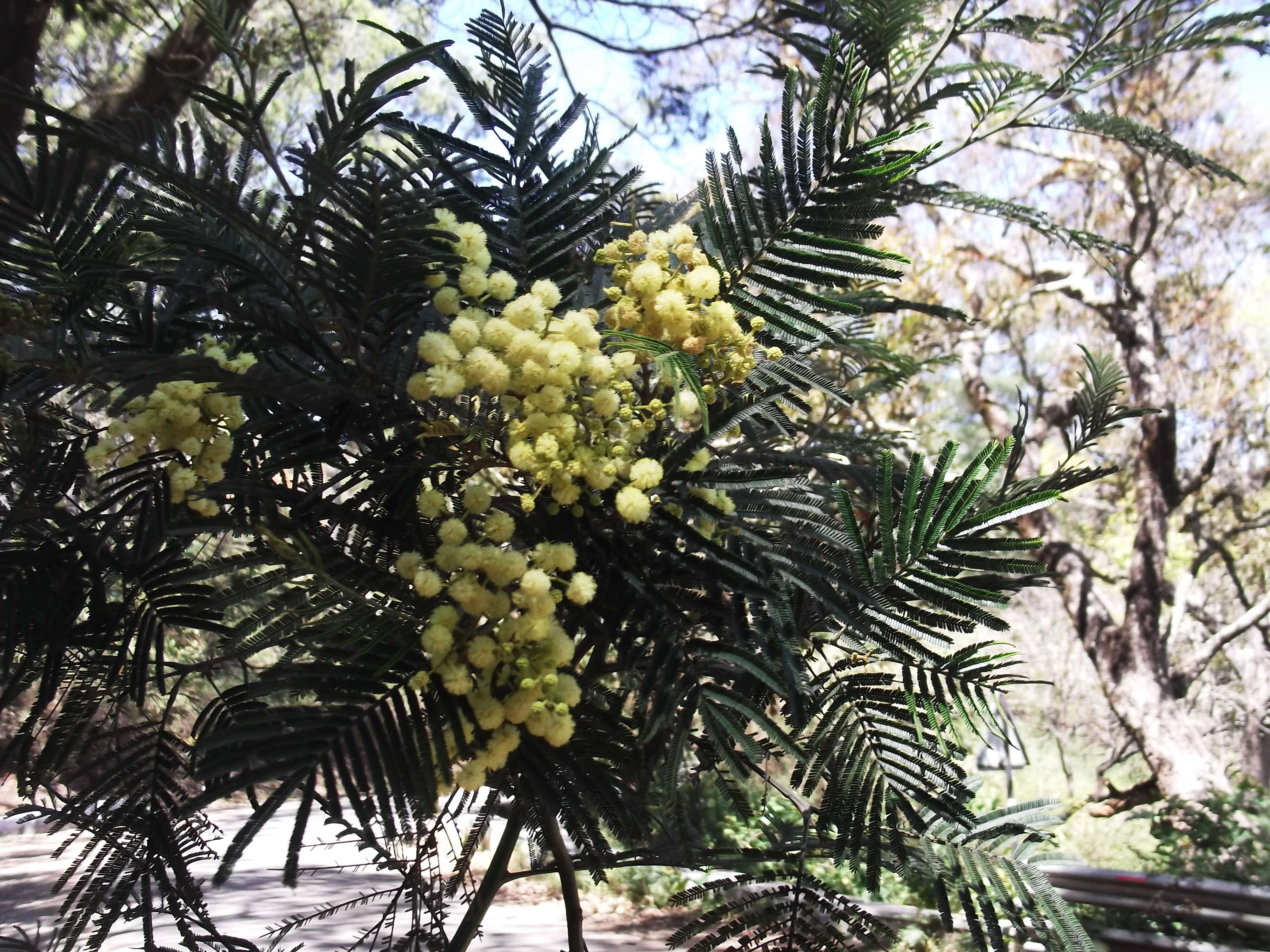 Image of black wattle