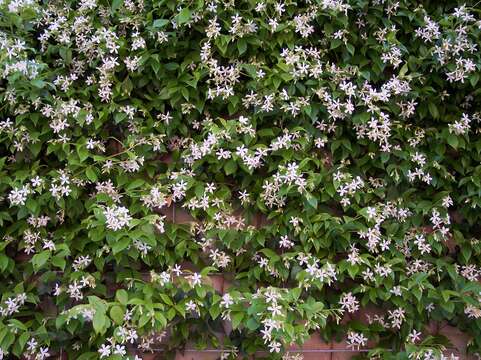 Image of Star-jasmine or Confederate-jasmine