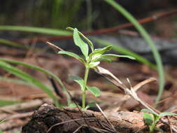 Image of Orianthera pusilla (R. Br.) C. S. P. Foster & B. J. Conn