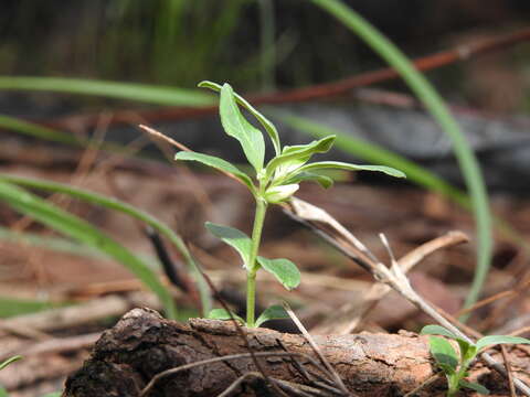 Image of Orianthera pusilla (R. Br.) C. S. P. Foster & B. J. Conn