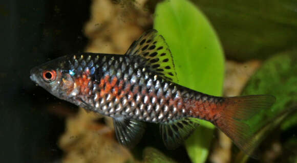 Image of Odessa barb