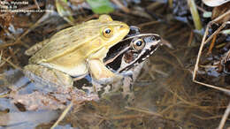 Image of Black-spotted frog