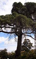 Image de Cyprès de Portugal