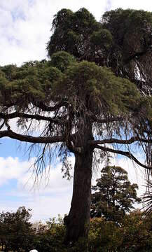 Imagem de Cupressus lusitanica Mill.