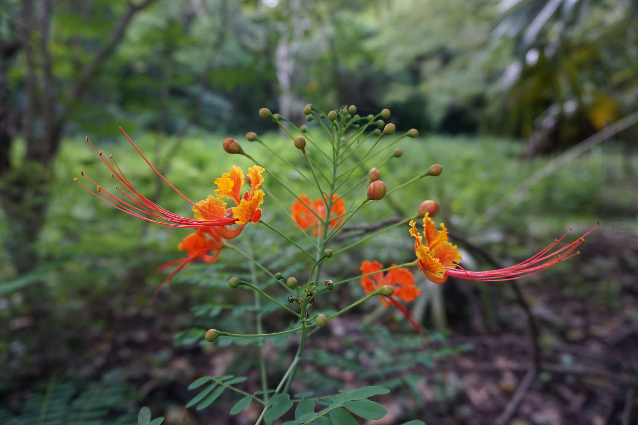 Image of Dwarf Poinciana