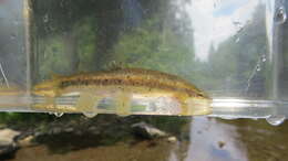 Image of Longnose Dace