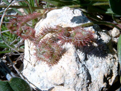 Plancia ëd Scorpiurus muricatus L.