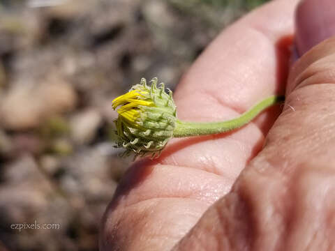 Imagem de Xanthisma spinulosum var. gooddingii (A. Nels.) D. R. Morgan & R. L. Hartman