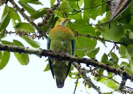 Image of Pink-spotted Fruit Dove