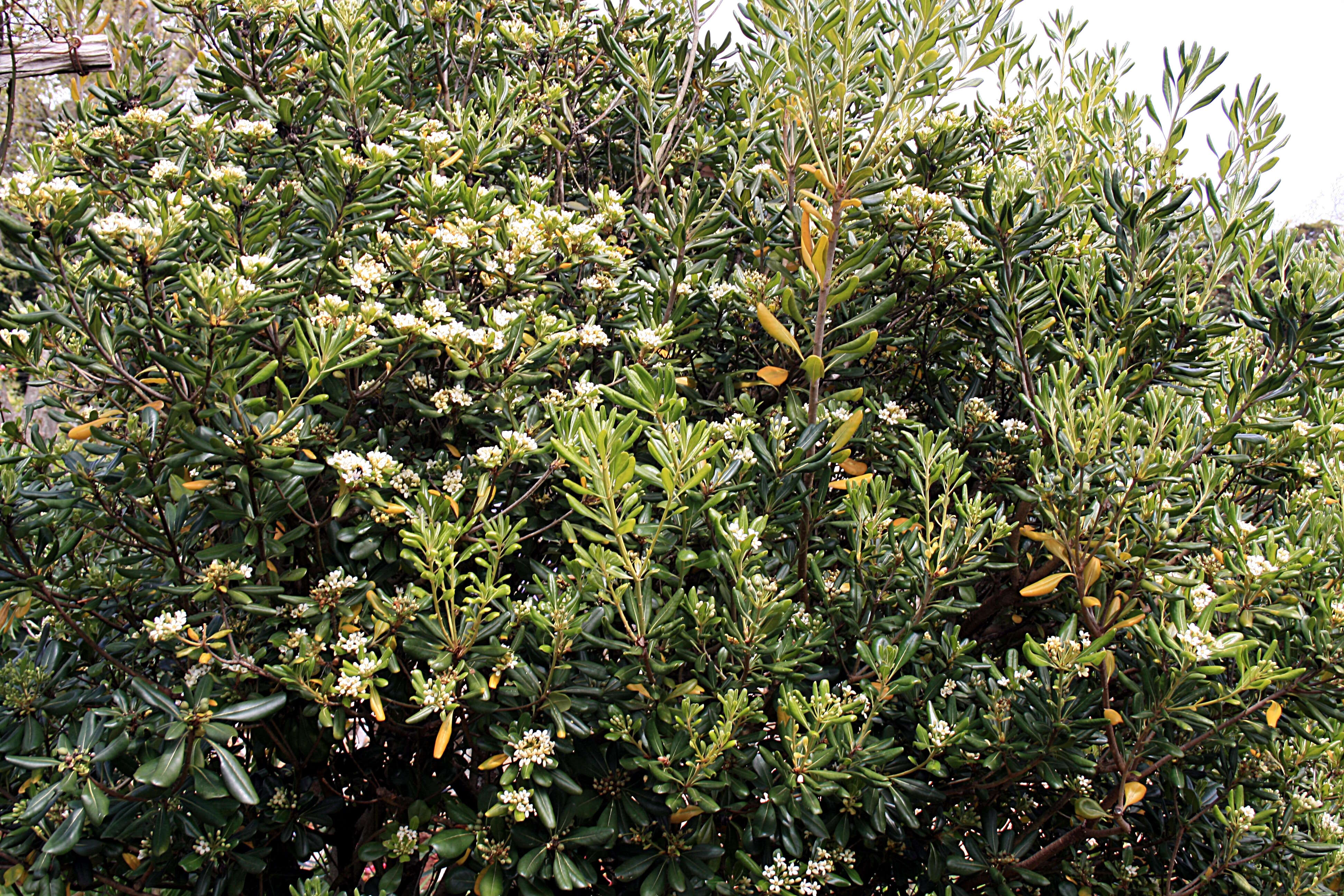 Image de Pittosporum tobira (Murray) Aiton fil.