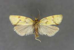 Image of Agapeta