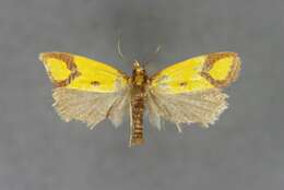 Image of Sulfur knapweed root moth