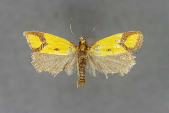 Image of Sulfur knapweed root moth