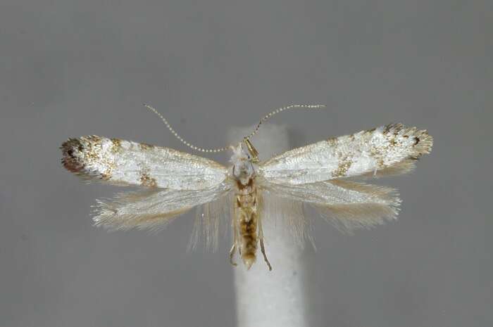 Image of Argyresthia curvella Linnaeus 1761