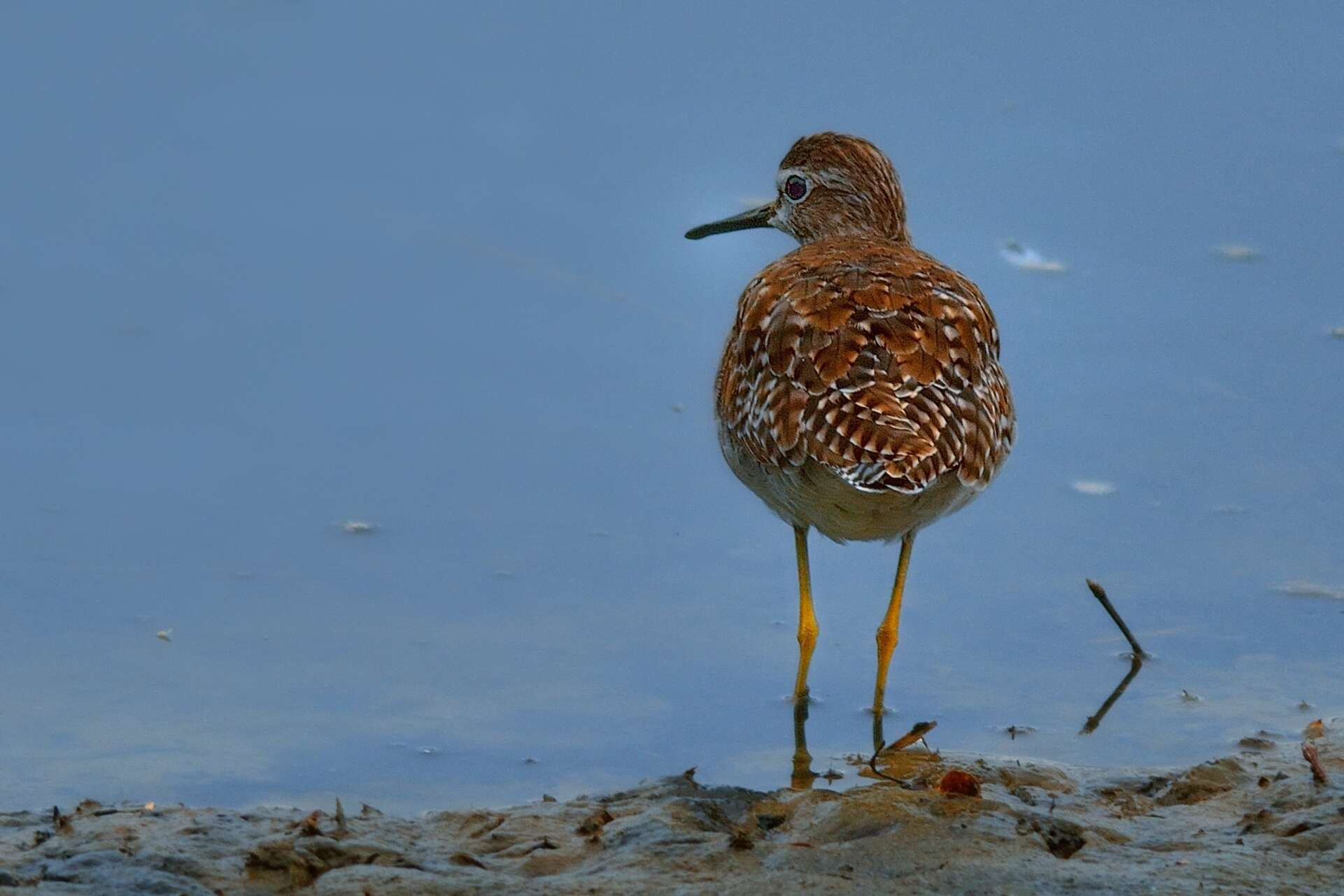 Image of Wood Sandpiper