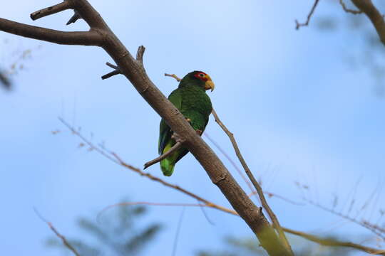 صورة Amazona xantholora (Gray & GR 1859)