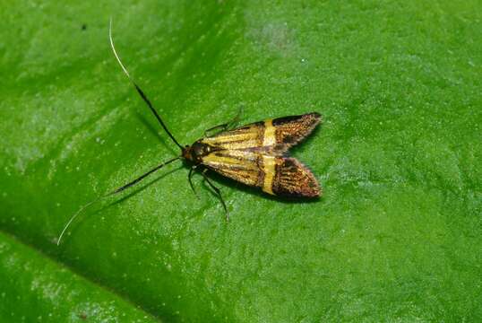 Imagem de Nemophora degeerella Linnaeus 1758