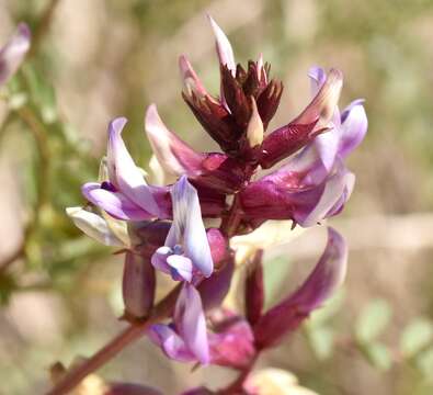 Imagem de Astragalus preussii A. Gray