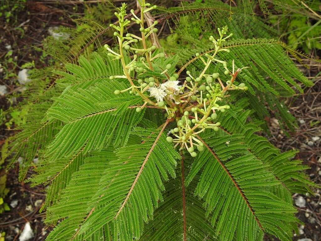 Plancia ëd Lysiloma aurita (Schltdl.) Benth.