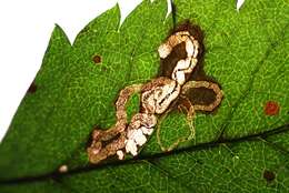 Image of Stigmella nylandriella (Tengström 1848) Beirne 1945