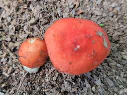 Image of Russula henningsii Sacc. & P. Syd. 1902