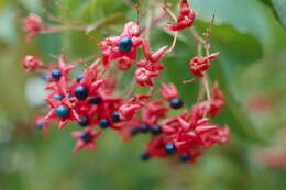 Imagem de Clerodendrum trichotomum Thunb.