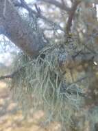 Image of cartilage lichen