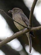 Image of Abyssinian Slaty Flycatcher