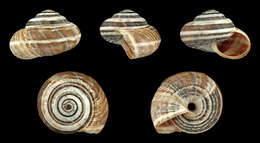 Image of Maritime gardensnail