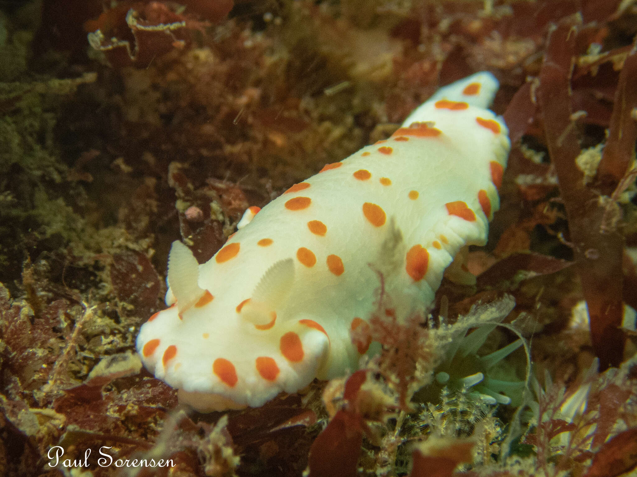 Image of Goniobranchus tasmaniensis (Bergh 1905)