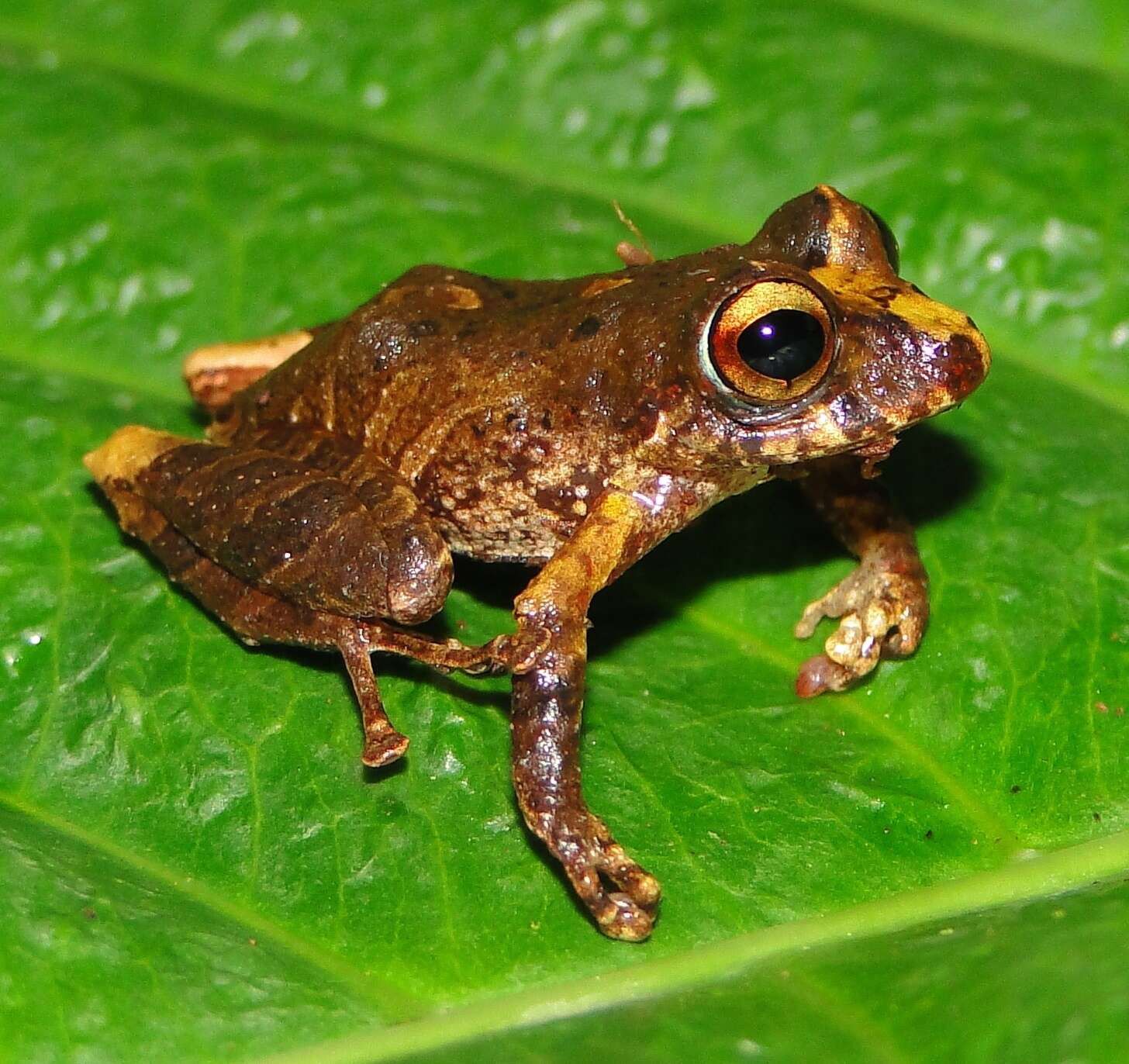 Image of Pristimantis churuwiai Brito-M., Batallas-R. & Yánez-Muñoz 2017