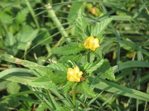 Image of threelobe false mallow