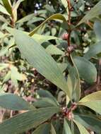 Image of Pincushion hakea