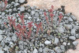 Sedum hispanicum L. resmi