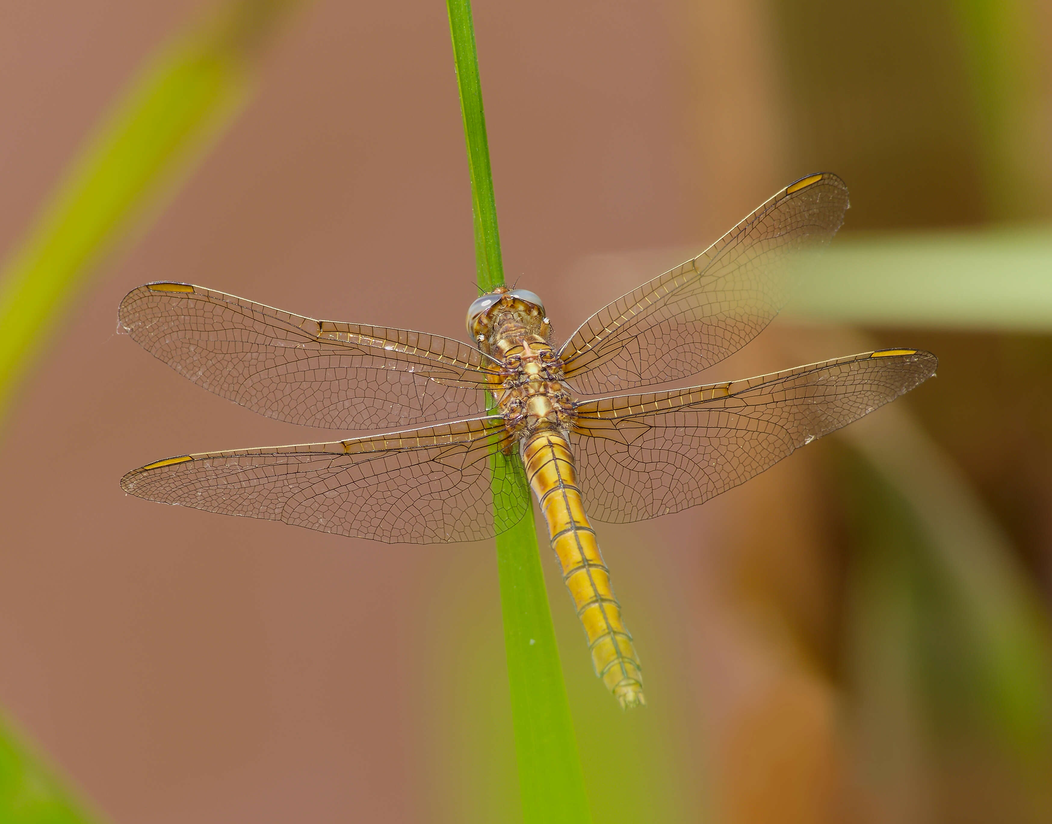 Image of Keeled Skimmer