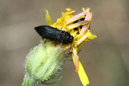 Image of Acmaeodera quadrifasciata prunneri Spinola 1838