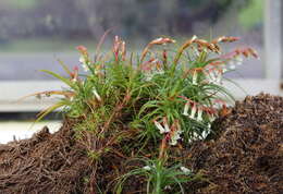 Image of Dracophyllum secundum R. Br.