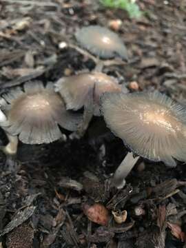 Image of Coprinellus bipellis (Romagn.) P. Roux, Guy García & Borgarino 2006