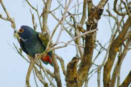 Image of White-crowned Parrot