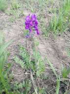 Image of Oxytropis ambigua (Pall.) DC.